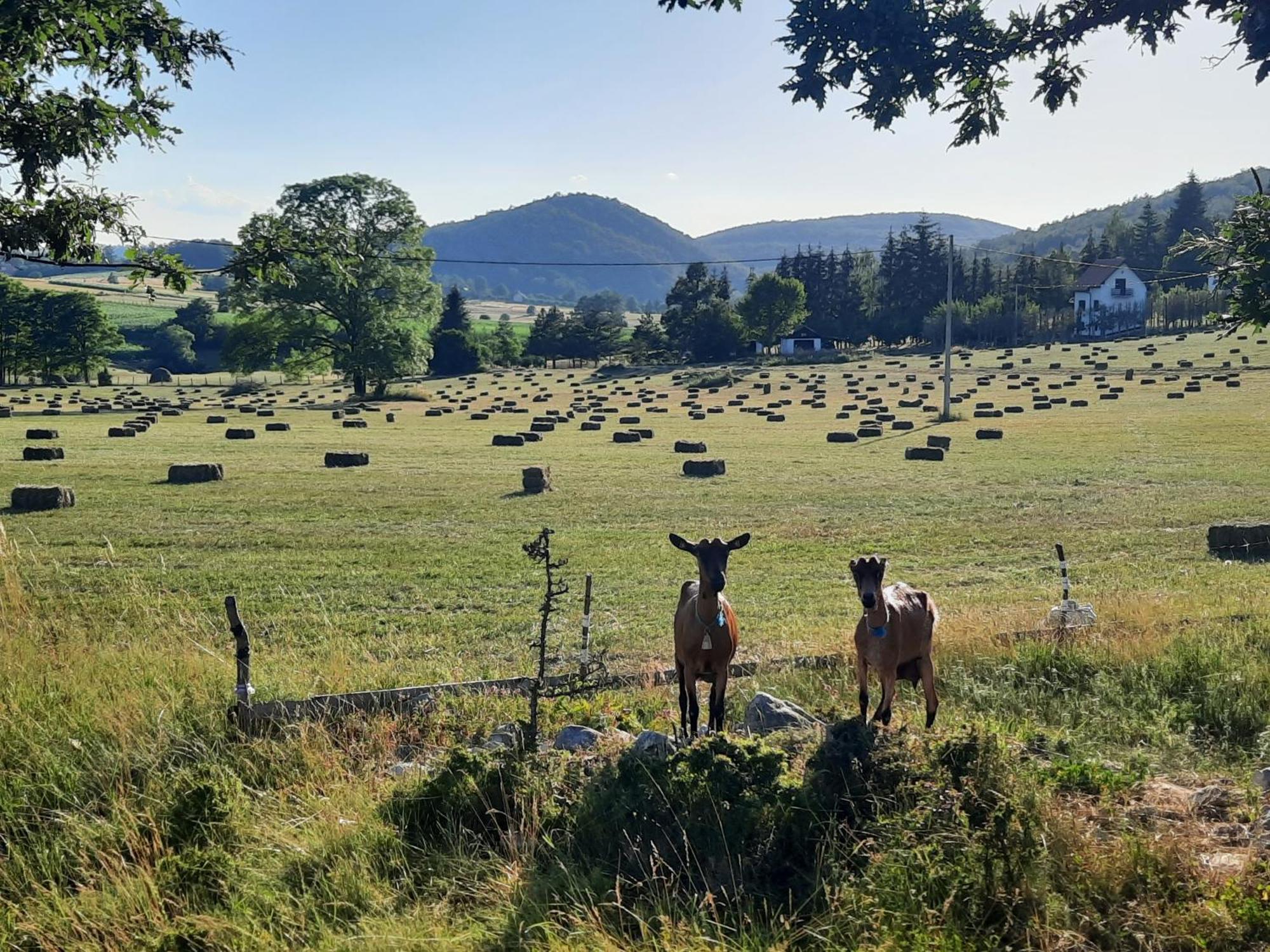 Seoski Turizam Melovic Rozanstvo Buitenkant foto
